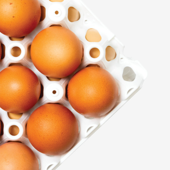 Lot eggs trays x6  - white