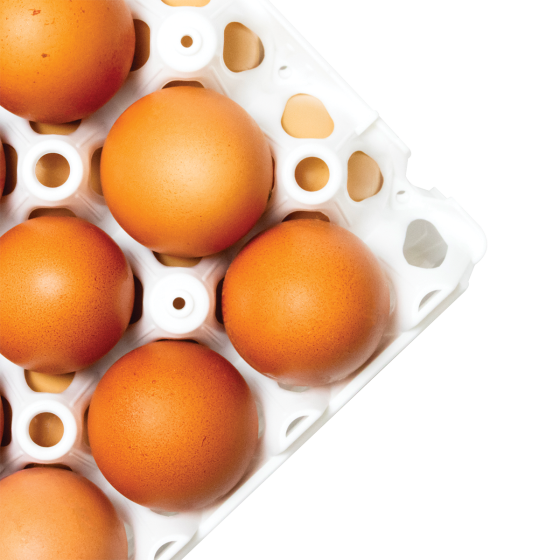 Eggs tray - 30 eggs - 300 x 300 x 9 - white