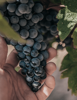 Wineries, viniculture